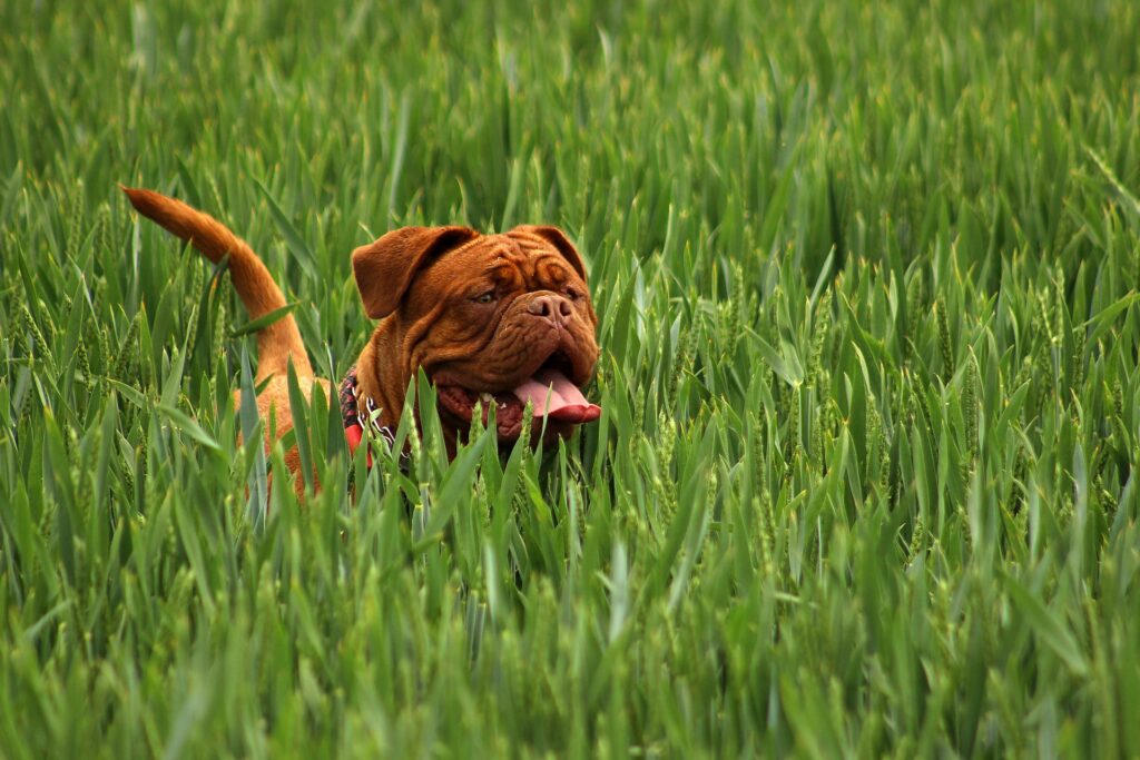 "The Amazing History: Origins of the Bulldog Unveiled"zipzerweb