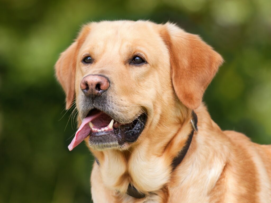 "The Endearing Tale: History of Labrador Retrievers Unveiled"
- zipzerweb