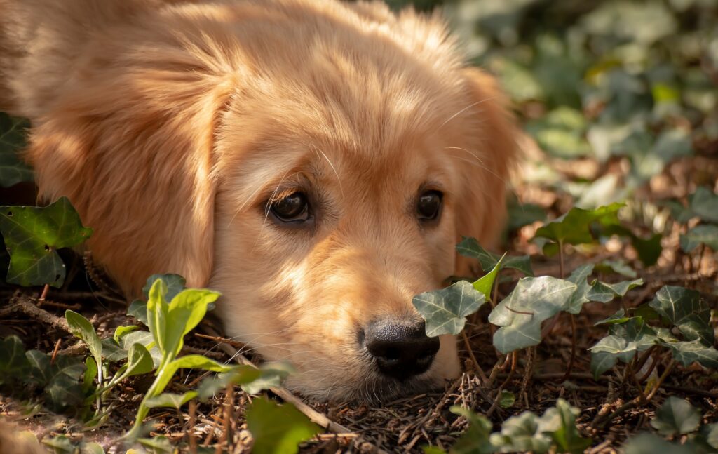 "The Amazing History of Golden Retrievers: A Remarkable Journey"-zipzerweb