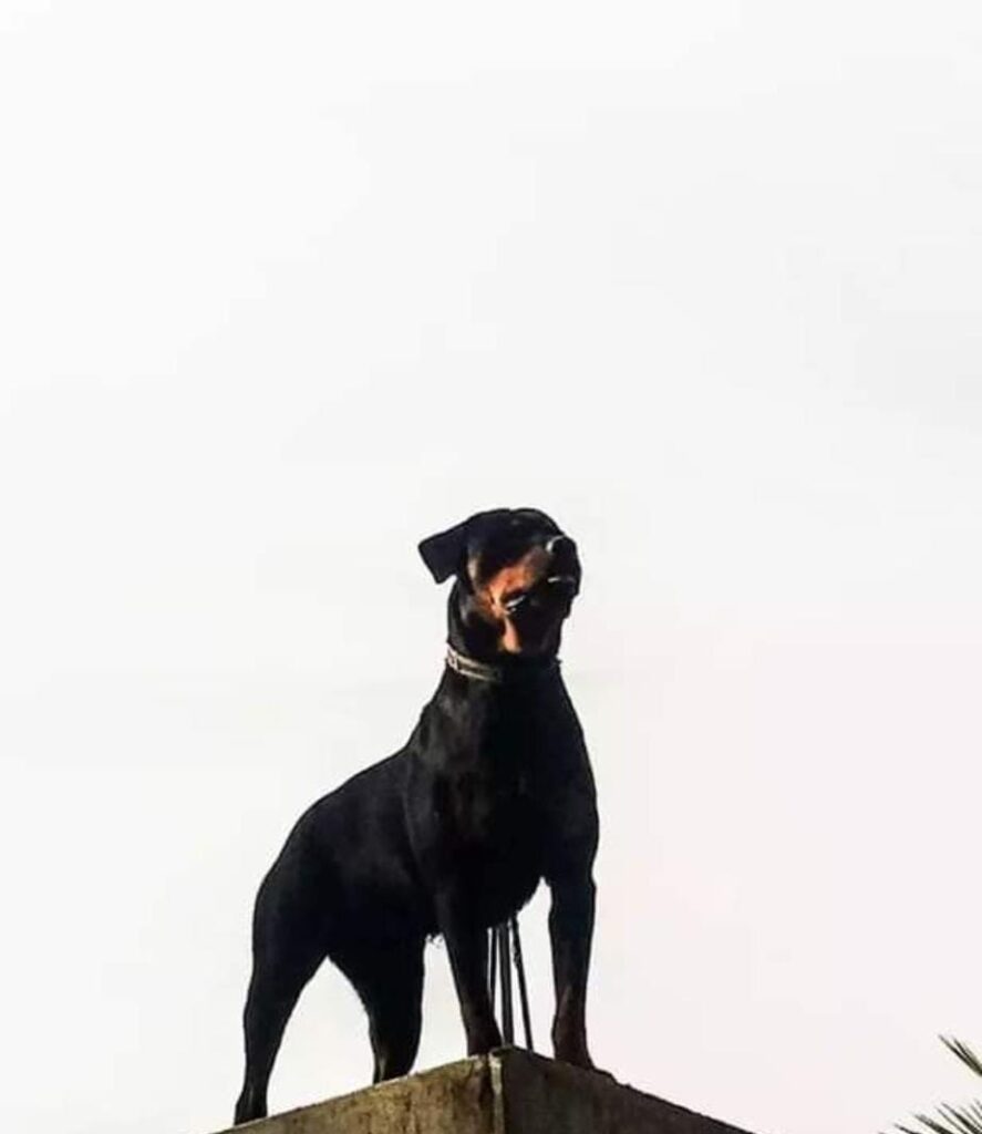 The Rich History of Rottweiler Breed: A Fascinating Journey - zipzerweb