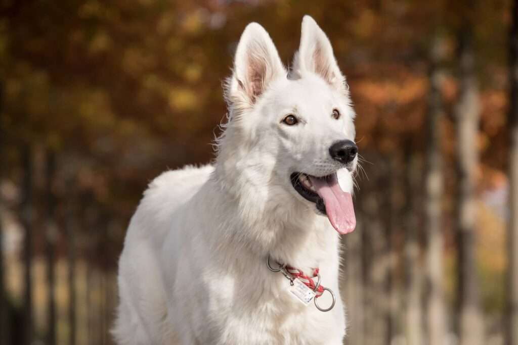 "The Storied History of Alaskan Dogs: A Fascinating Journey"-zipzerweb