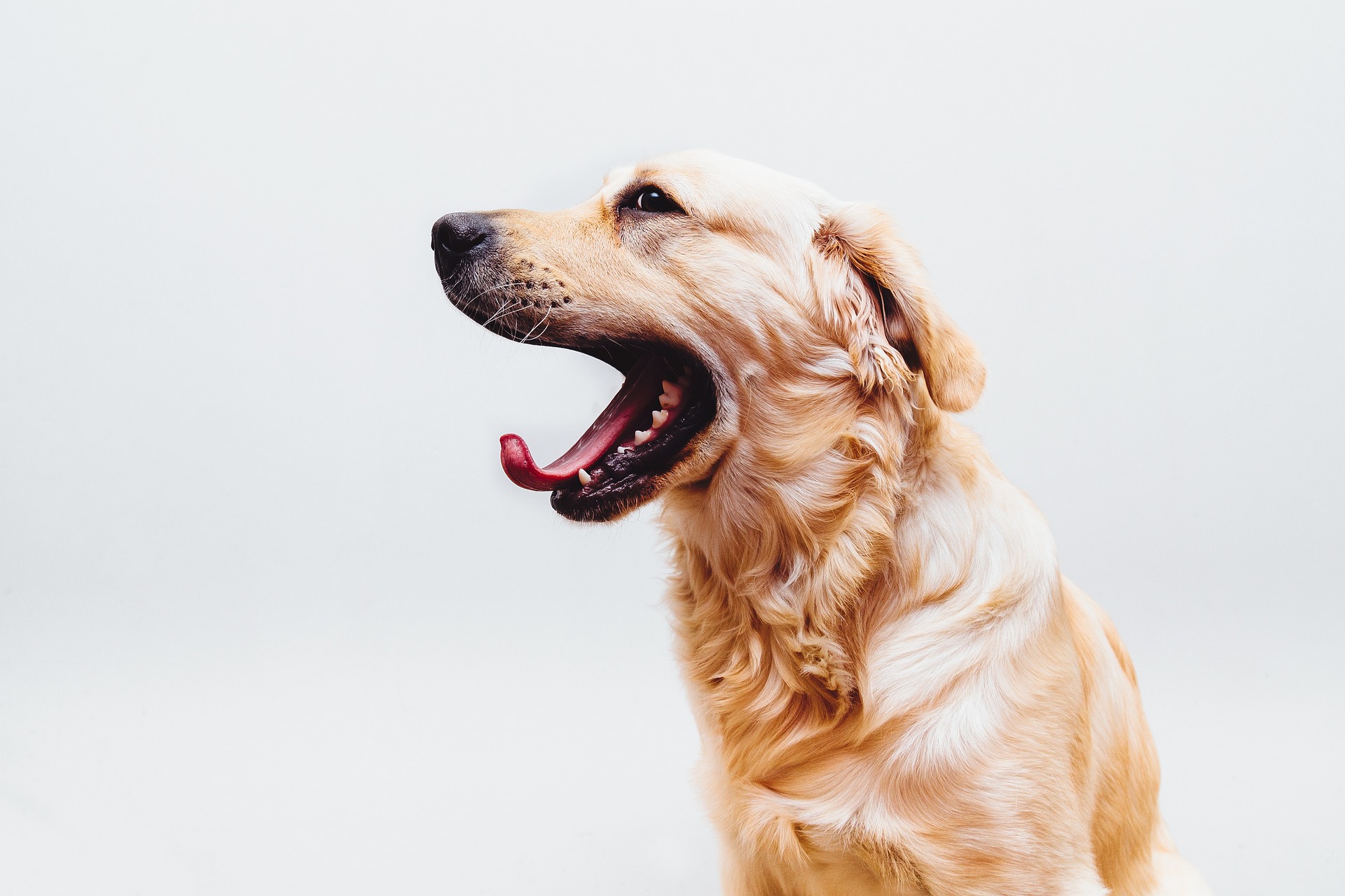 07 Type Of Dog breeds Story And Full Story About Dog Family - zipzerweb