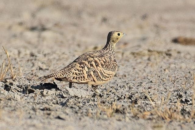 The Fascinating History of Amazing Fathers in the Bird World -zipzeweb