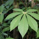 Exploring History and Health Benefits of Cassava Leaves