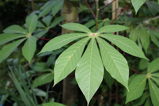 Exploring History and Health Benefits of Cassava Leaves - zipzerweb