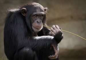 Chimpanzees and Bonobos Our Closest Kin in The Animal Kingdom